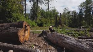 Best Tree Mulching  in Mineola, TX