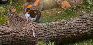 Best Arborist Consultation Services  in Mineola, TX
