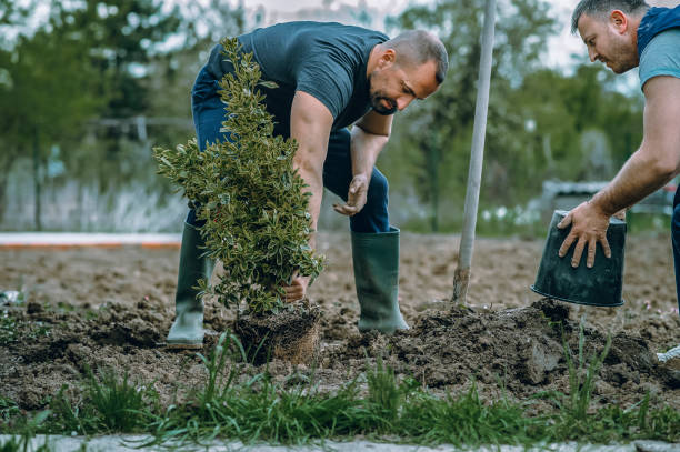 Lawn Drainage Solutions in Mineola, TX