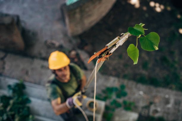 How Our Tree Care Process Works  in  Mineola, TX
