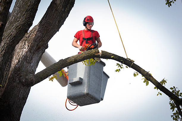 Best Leaf Removal  in Mineola, TX