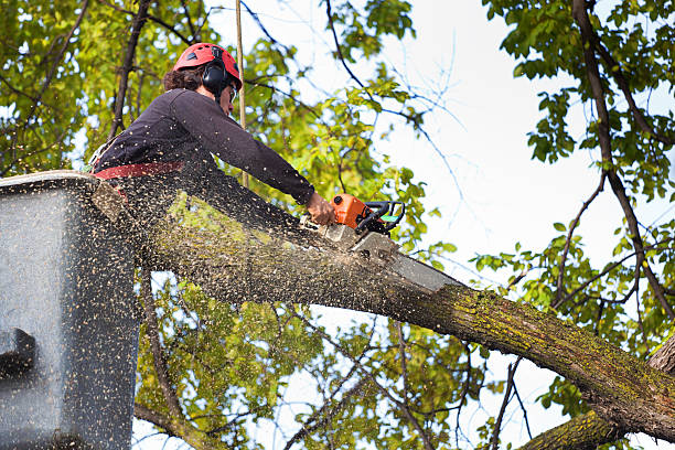 Lawn Watering Services in Mineola, TX